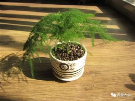 30种植物的风水意义，养花人必看
