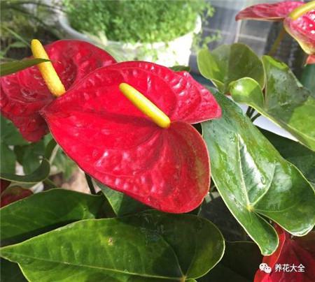 30种植物的风水意义，养花人必看
