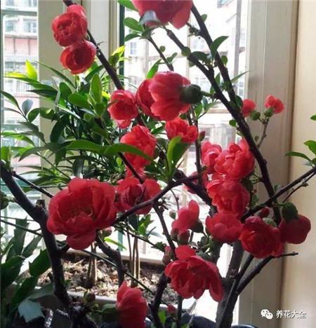 30种植物的风水意义，养花人必看