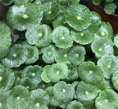 30种植物的风水意义，养花人必看