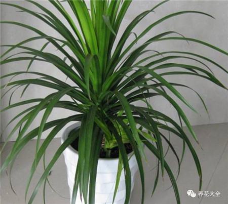 30种植物的风水意义，养花人必看