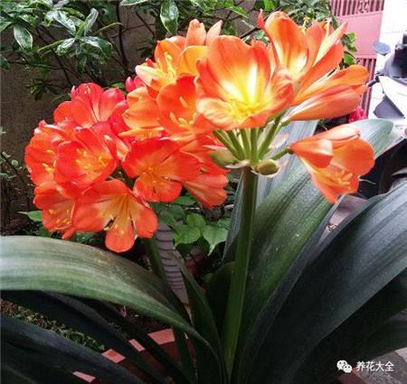 30种植物的风水意义，养花人必看