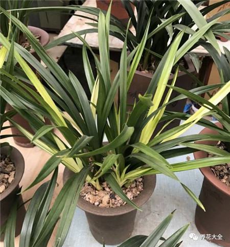 30种植物的风水意义，养花人必看