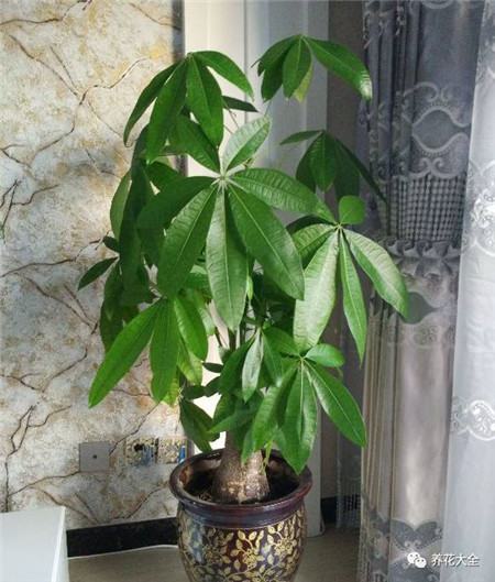 30种植物的风水意义，养花人必看