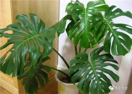 30种植物的风水意义，养花人必看