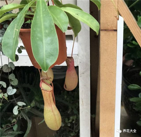 30种植物的风水意义，养花人必看
