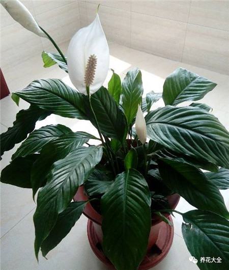 30种植物的风水意义，养花人必看
