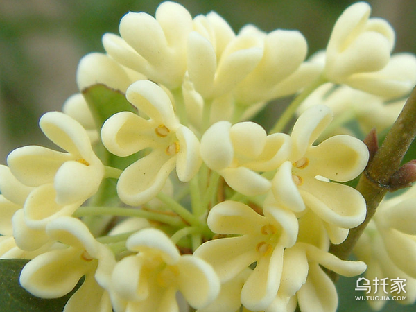 十里飘香桂花开 桂花风水寓意