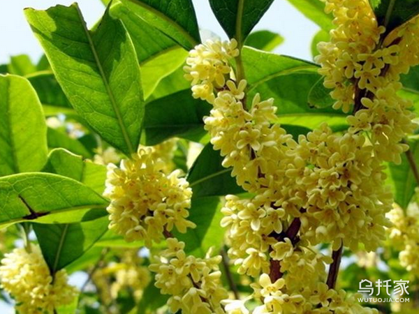 十里飘香桂花开 桂花风水寓意