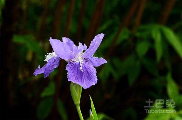 给你四张菖蒲花图片和介绍