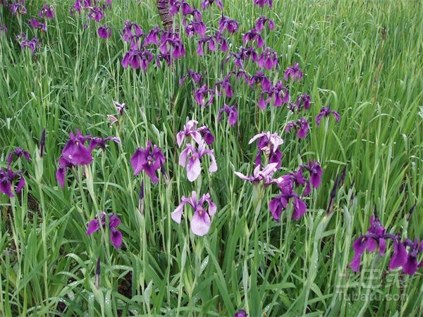 给你四张菖蒲花图片和介绍