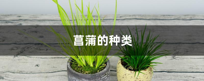 菖蒲的种类