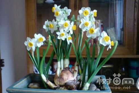 水仙花的摆放风水