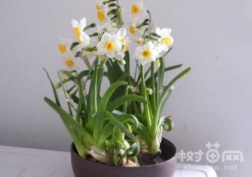 水仙花的摆放风水