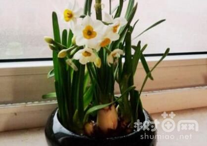 水仙花4个摆放风水禁忌