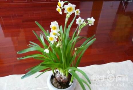 水仙花4个摆放风水禁忌
