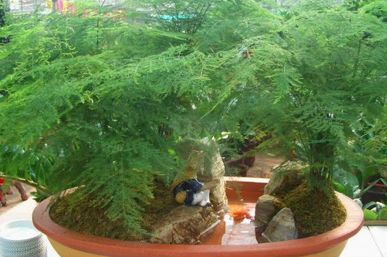 摆放文竹招财的位置