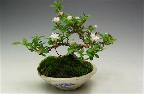 家里养六月雪风水好吗，风水好或许带来好运