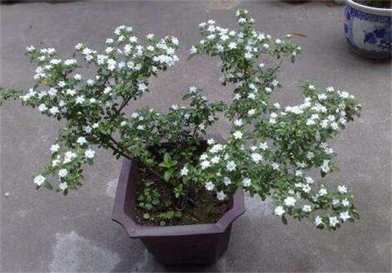 家里养六月雪风水好吗，风水好或许带来好运
