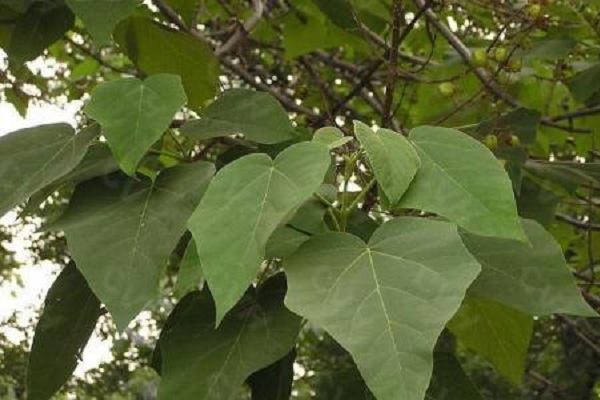 南方庭院遮阴树有哪些 选择什么树遮荫好