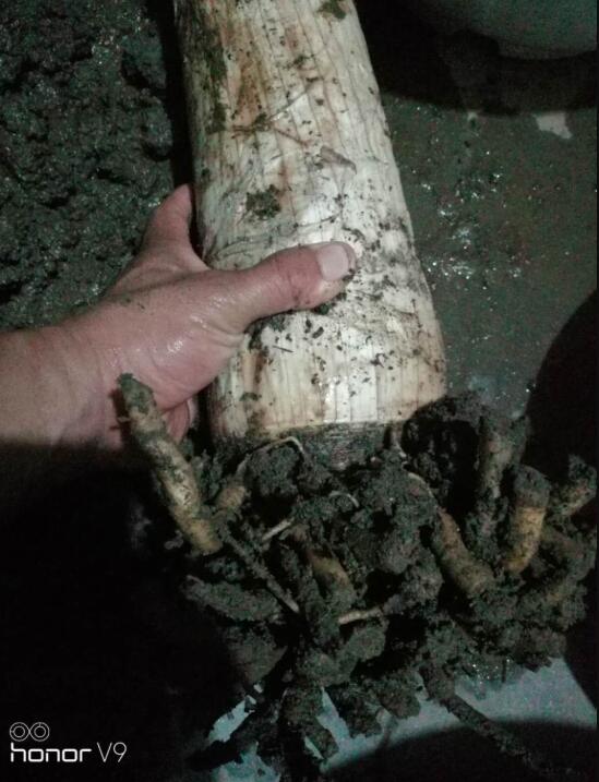 香殊兰和文殊兰的区别,干货