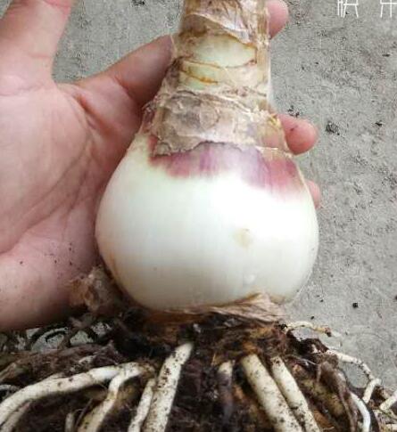 香殊兰和文殊兰的区别,干货