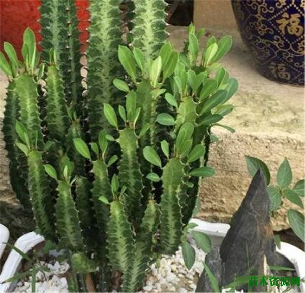 龙骨柱怎么养长的快 龙骨柱植物风水作用