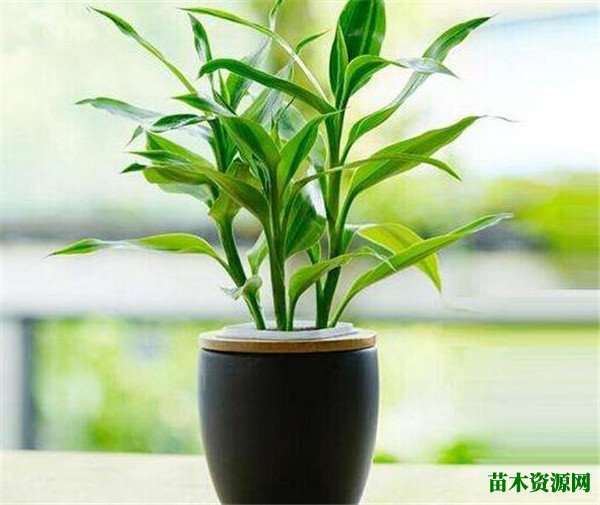 富贵竹图片批发价格 富贵竹多少根招财