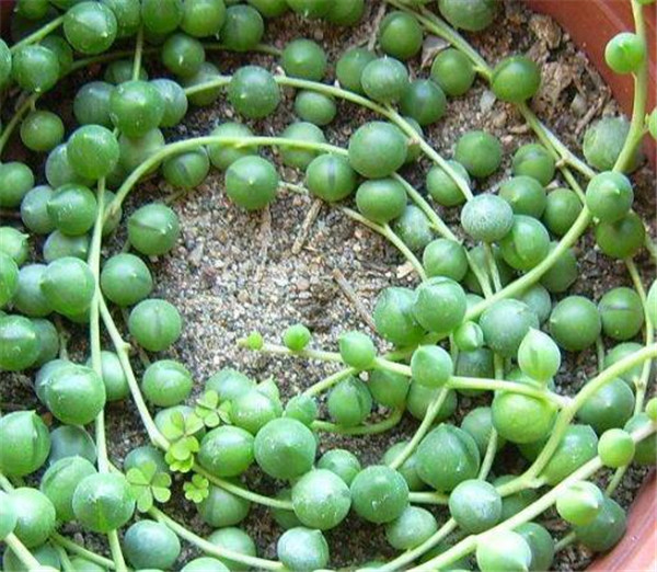 翡翠珠植物的养殖方法 翡翠珠植物的风水寓意