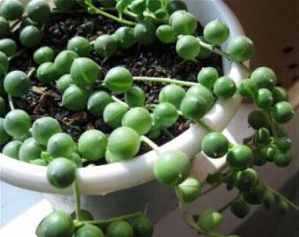翡翠珠植物的养殖方法 翡翠珠植物的风水寓意
