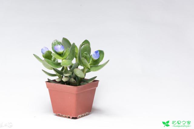 风水学大师家中必种的几种植物，植物改运你信么