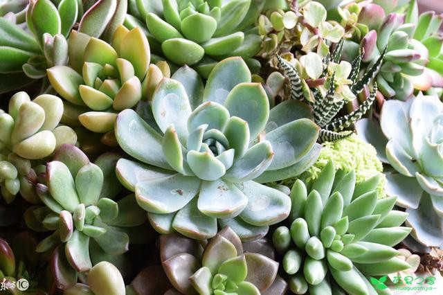 风水学大师家中必种的几种植物，植物改运你信么