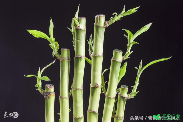 家里一定要放“这9种”植物 不但保平安 还能让你招财开运！ …