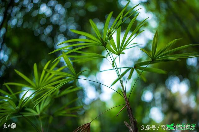 家里一定要放“这9种”植物 不但保平安 还能让你招财开运！ …