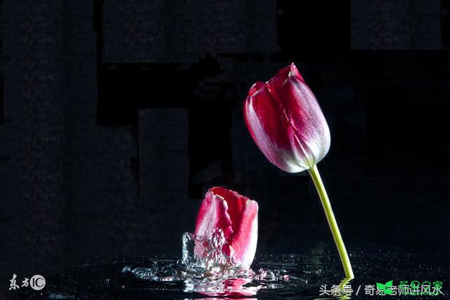 家里一定要放“这9种”植物 不但保平安 还能让你招财开运！ …