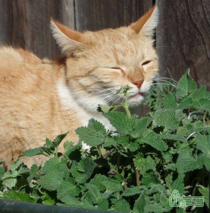 猫薄荷是什么，怎么正确使用猫薄荷