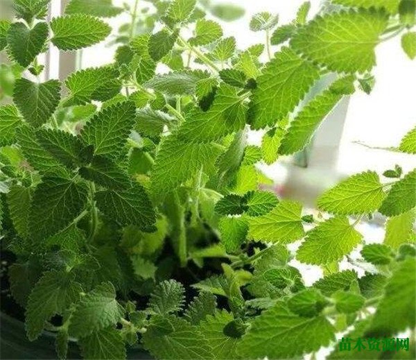 猫薄荷是什么 猫薄荷对猫有什么作用危害