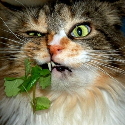 猫薄荷怎么用 怎么种植
