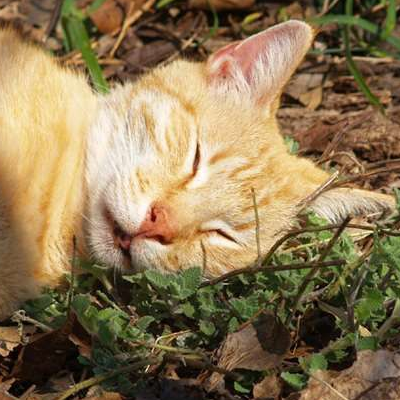 猫薄荷怎么用 怎么种植