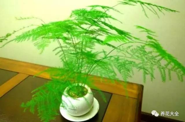家里的花挪个位置，财富运势挡不住！