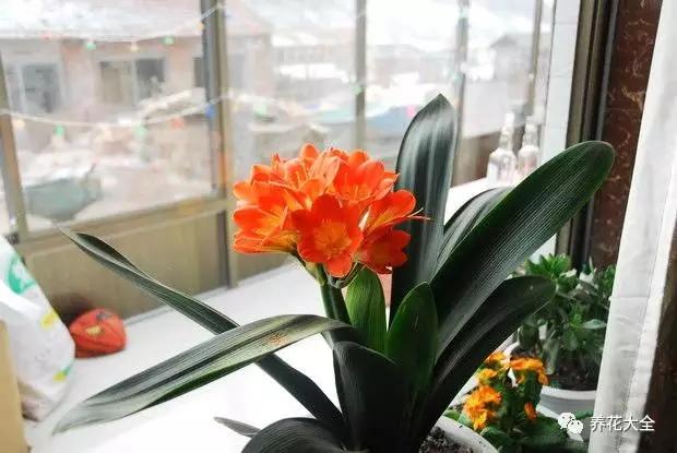 家里的花挪个位置，财富运势挡不住！
