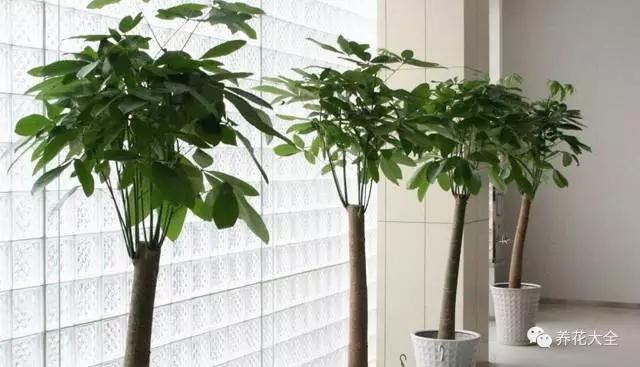 家里的花挪个位置，财富运势挡不住！