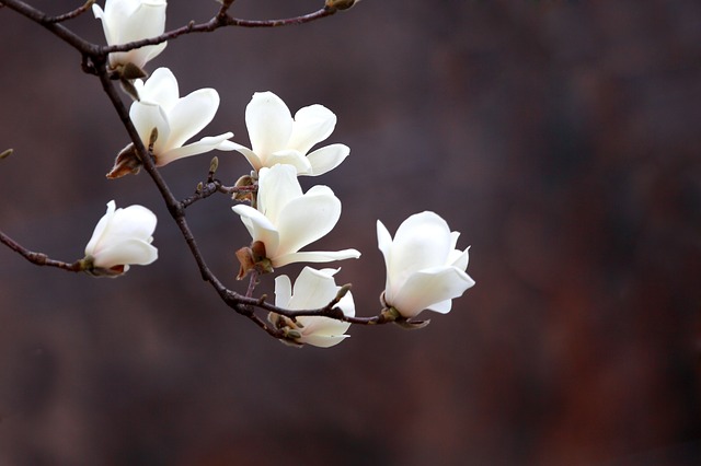 上海市市花：上海市花白玉兰象征意义