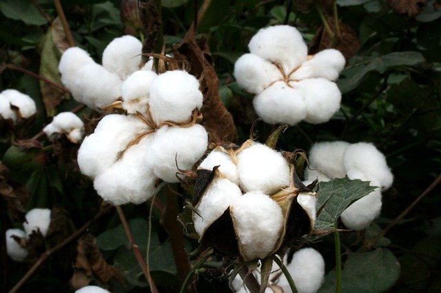 上海市市花：上海市花白玉兰象征意义