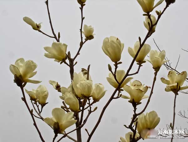 白玉兰花树叶图片大全
