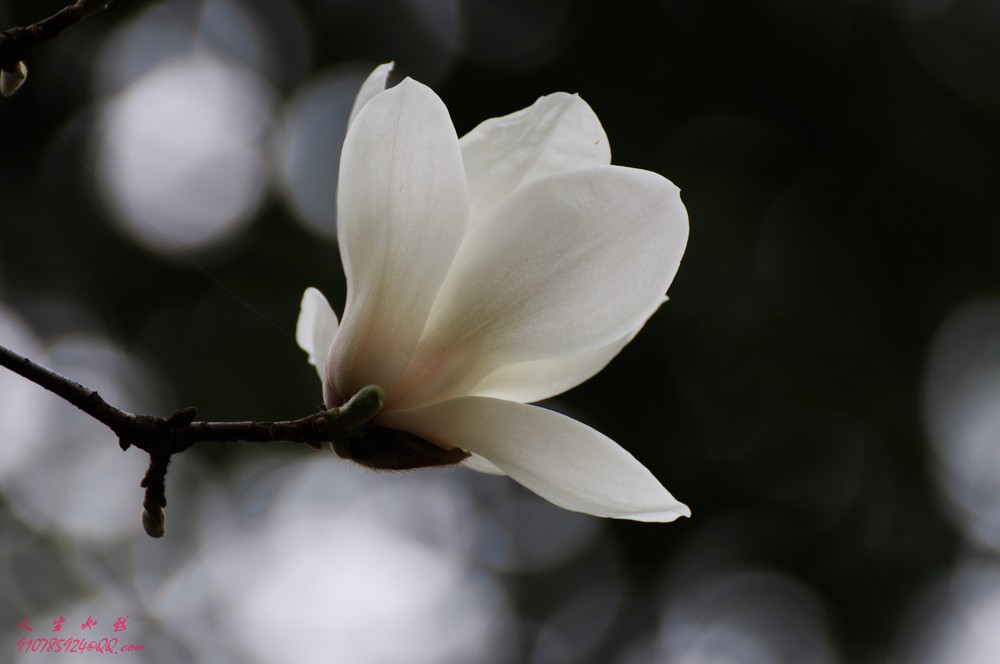 白玉兰花树叶图片大全
