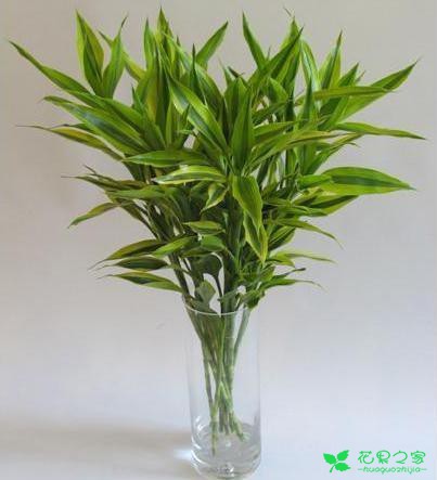 这个植物能招财，养不好会散财，老花友教你怎么养能旺财 …
