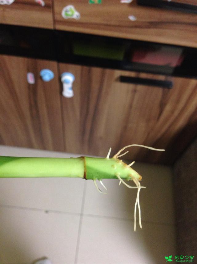 这个植物能招财，养不好会散财，老花友教你怎么养能旺财 …