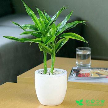 这个植物能招财，养不好会散财，老花友教你怎么养能旺财 …