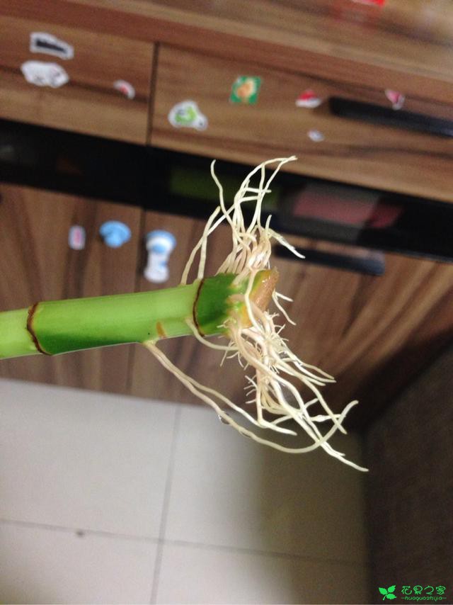 这个植物能招财，养不好会散财，老花友教你怎么养能旺财 …